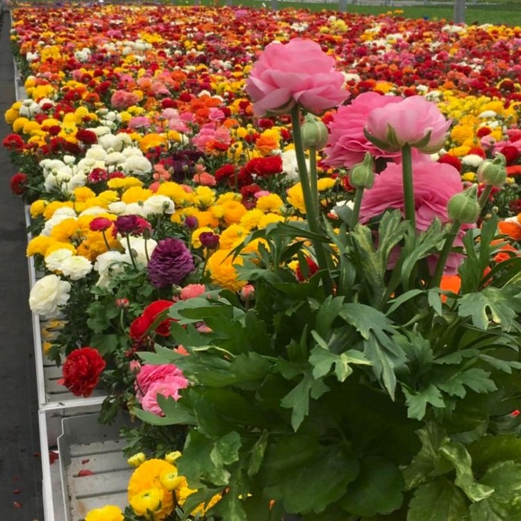 Ranunculus in Bud & Bloom