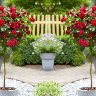Pair of Patio Standard Red Flowering Patio Rose Trees