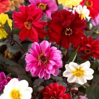 Dahlia Red Skin Mix - Pack of Three