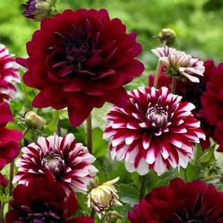 Dahlia Decorative Red / Red-White - Pack of Three