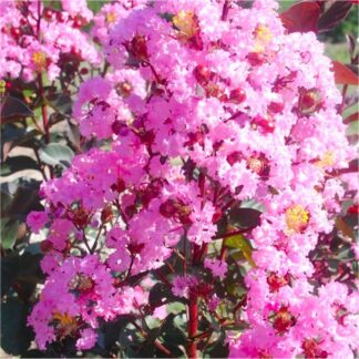 Lagerstroemia Indica 'Rhapsody in Pink'  - Crepe Myrtle