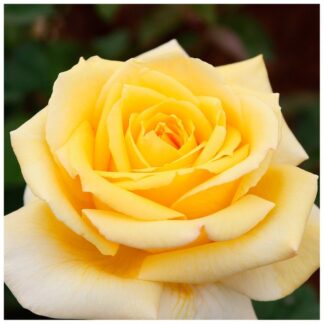 Rose Nicolas Hulot - Hybrid Tea Rose