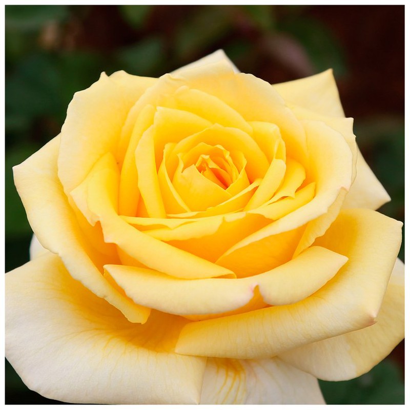 Rose Nicolas Hulot - Hybrid Tea Rose