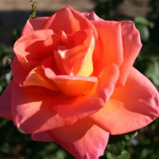 Rose Ambasador - Hybrid Tea