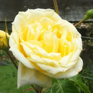 Climbing Rose Casino - Yellow Climbing Rose
