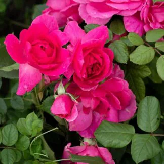 Climbing Rose Décor Arome - Pink Climbing Rose