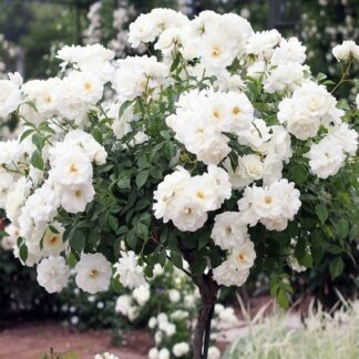 Large Standard Rose Tree - 'Edelweiss' Weeping Rose Tree