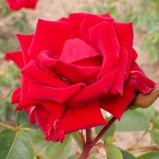 Climbing Rose Fontaine Red