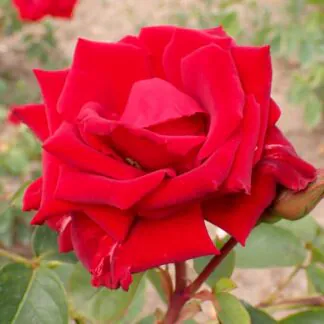 Climbing Rose Fontaine- Red Climbing Rose