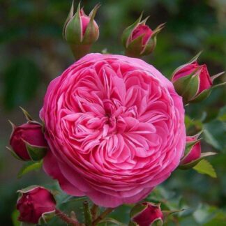 Rose Leonardo Da Vinci