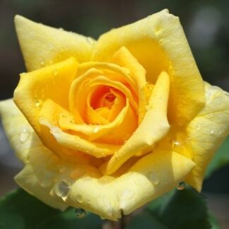 Rose Marko Polo - Hybrid Tea Rose