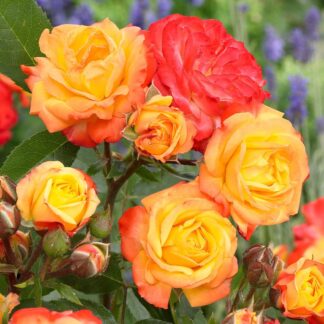 Rose Masquerade - Floribunda