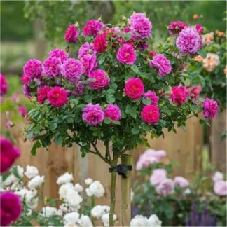 Large Standard Rose Tree - Mileva - Ava