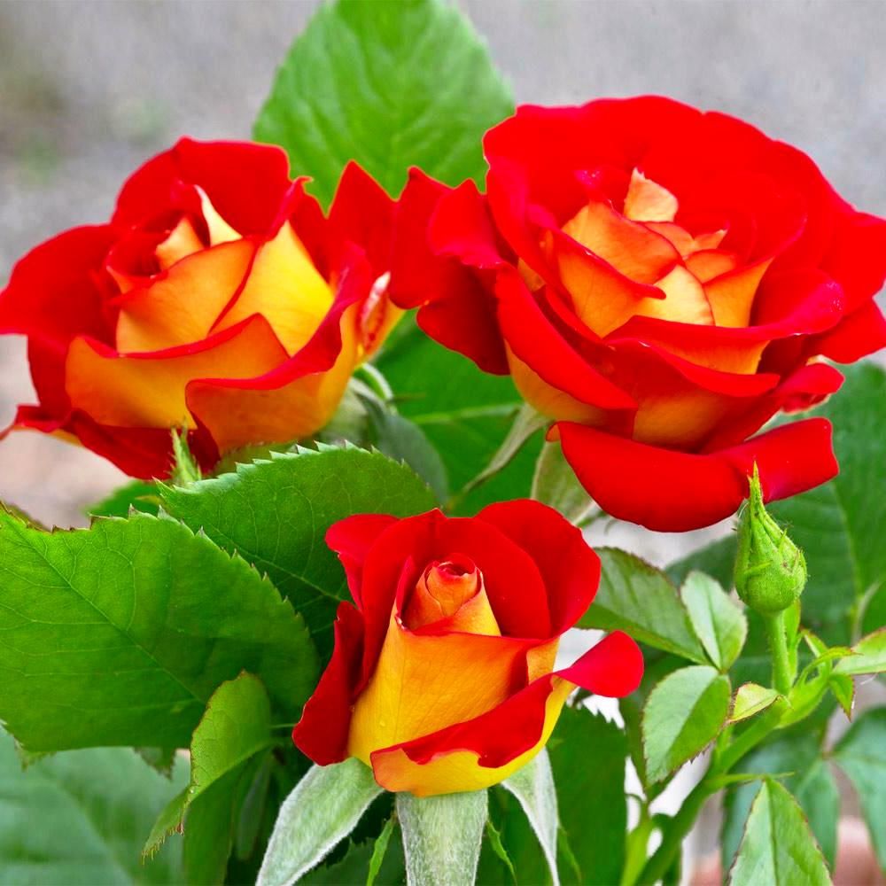 Large Standard Rose Trees 'New Fashion'