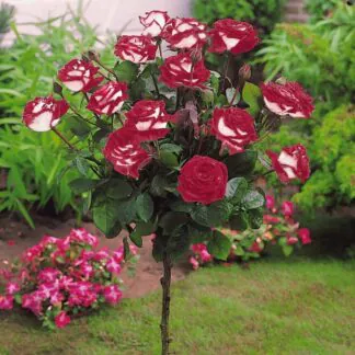 Large Standard Rose Tree - Osiria
