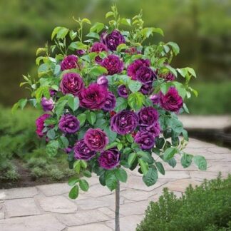 Pair of Patio Standard Rose Trees - William Shakespeare