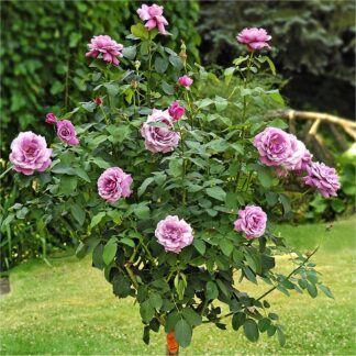 Pair of Patio Standard Rose Trees - Charles De Gaulle