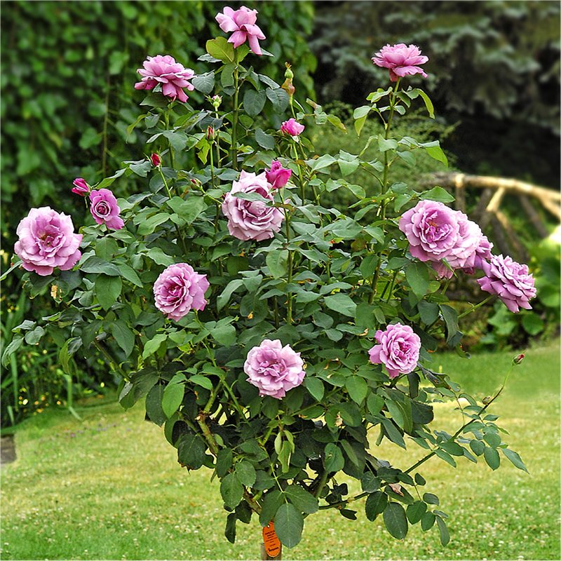 Pair of Patio Standard Rose Trees - Charles De Gaulle