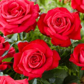 Rosa 'Dame De Coeur' - Hibrid Tea Rose