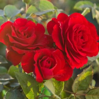 Rose Satchmo - Floribunda Rose