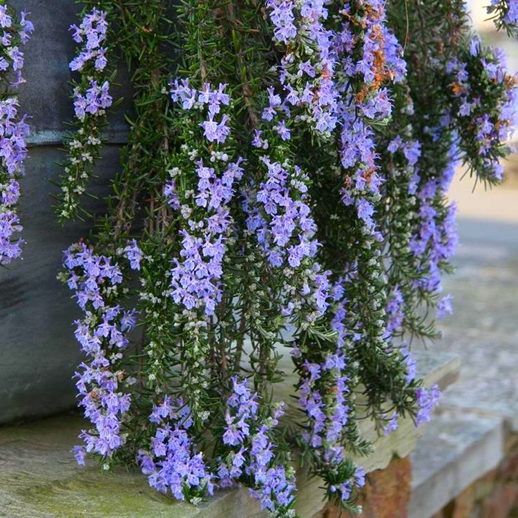Trailing Rosemary - Rosmarinus Officinalis Prostratus 'Capri' - Pack of Three