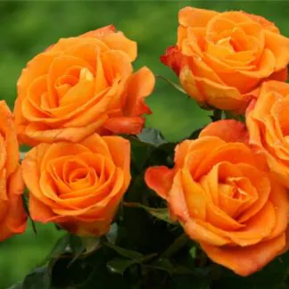 Pair of Patio Standard Orange Flowering Patio Rose Trees