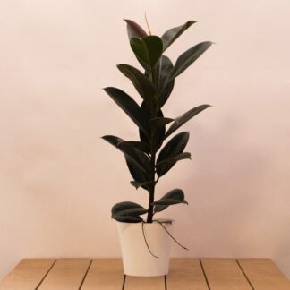 Ficus Elastica Melany - Rubber Plant Tree - Circa 55cm