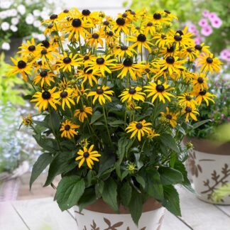 Rudbeckia Fulgida Little Goldstar - Black Eyed Susan