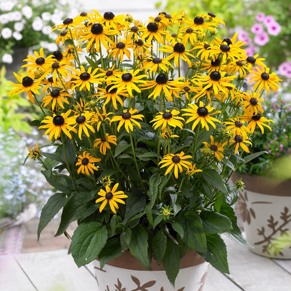 Rudbeckia Fulgida Little Goldstar - Black Eyed Susan