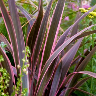 Phormium Tenax Tricolour