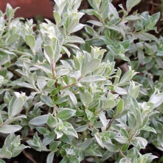 Salix Helvetica - Swiss Silver Willow - Shrub