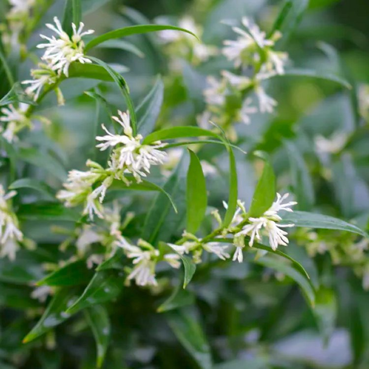 Sarcococca Ruscifolia 'Dragon Gate' - Fragrant Sweet Box
