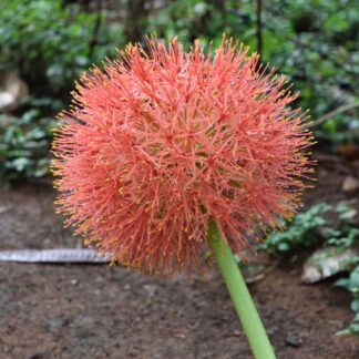 Scadoxus Multiflorus - Blood Lily
