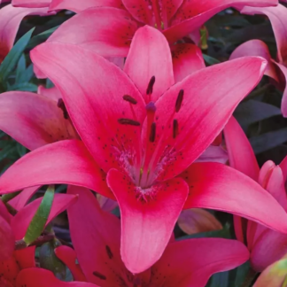 Lilium Oriental Pink - Pack of Five Lily Bulbs