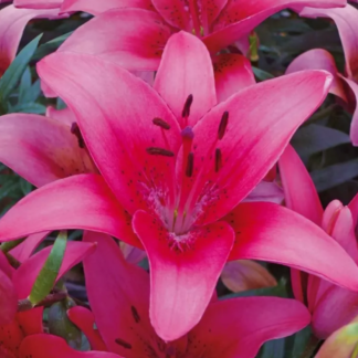 Lilium Asiatic Pink - Pack of Five Lily Bulbs
