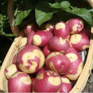 Apache - Main Crop Seed Potatoes - Pack of 10