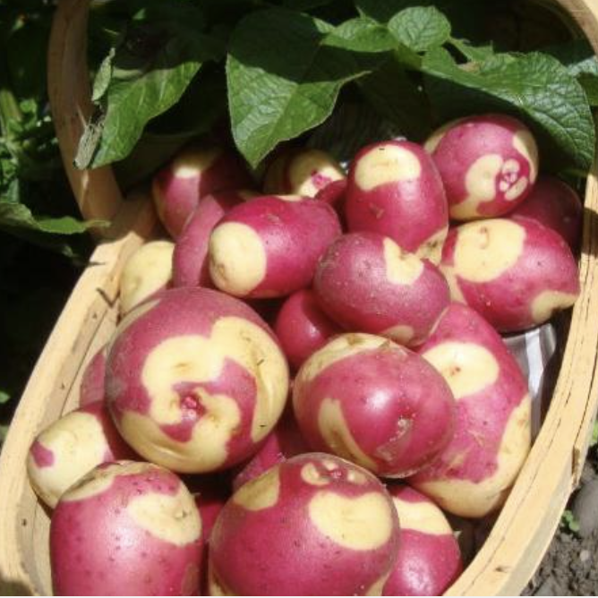 Apache - Main Crop Seed Potatoes - Pack of 10