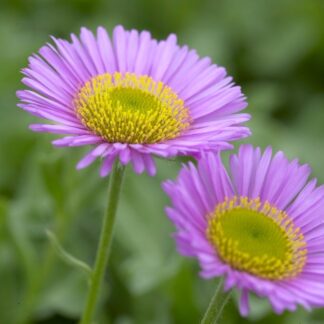 Erigeron Glaucus Sea Breeze