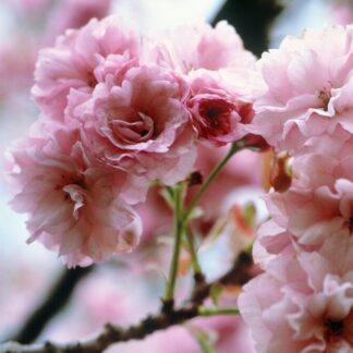 Prunus Serrulata 'Kiku-Shidare-Zakura' - Large Weeping Cherry Blossom Specimen Tree - Circa 2m Tall