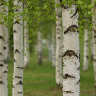 Betula Alba Pendula - Silver Birch - Circa 220-250cm Tall
