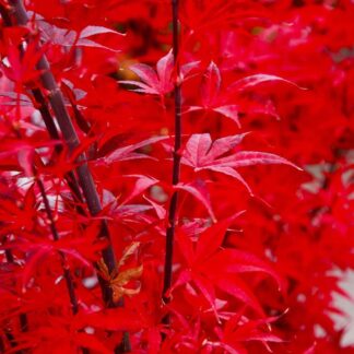 Acer Palmatum Skeeters Broom - Japanese Maple