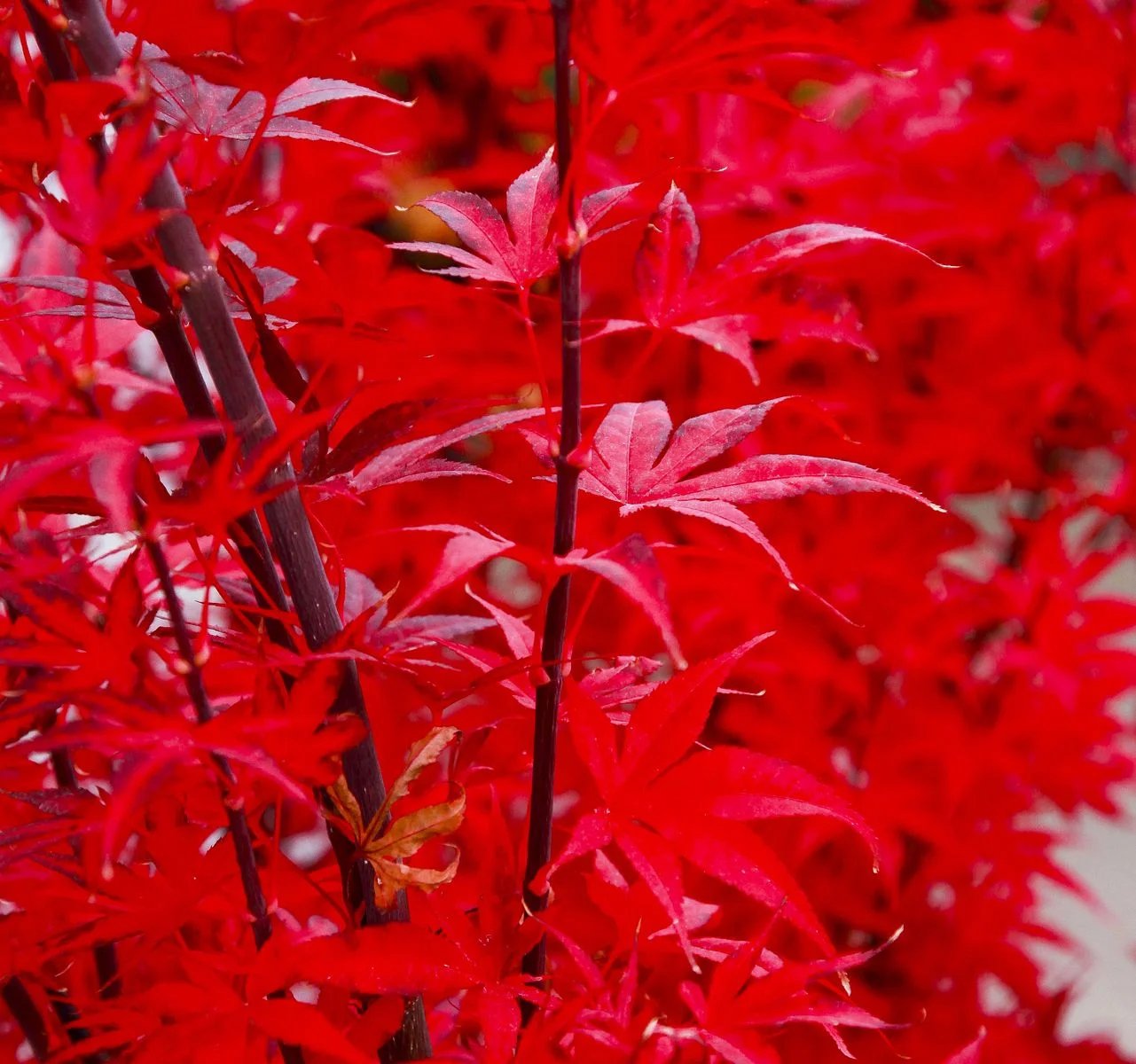 Acer Palmatum Skeeters Broom - Japanese Maple