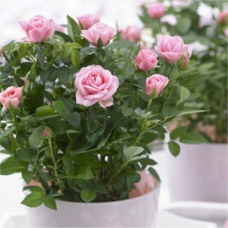 Pretty Pink Pot Rose in Bud & Bloom