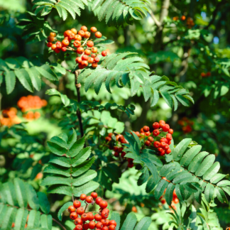 Sorbus Aucuparia - Rowan Tree - Circa 220-250cm Tall