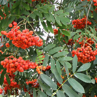 Sorbus Aucuparia Sheerwater Seedling Tree
