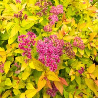 Spiraea Golden Princess