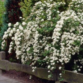 Spiraea Arguta - Bridal Wreath Spiraea
