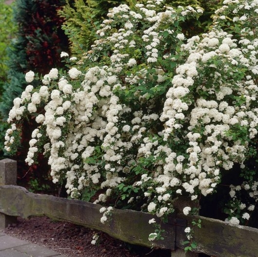 Spiraea Arguta - Bridal Wreath Spiraea