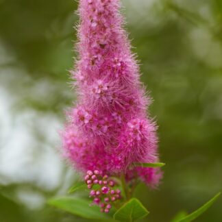 Spiraea x Billardii