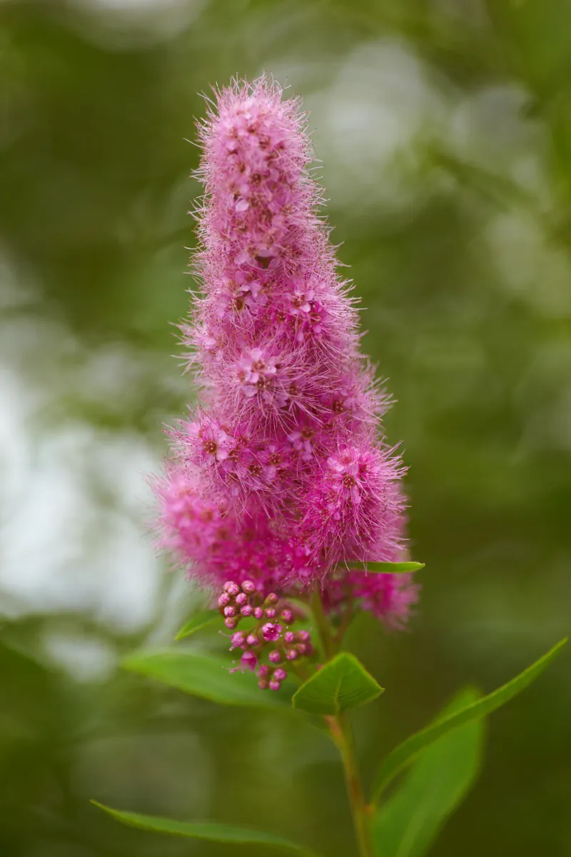 Spiraea x Billardii